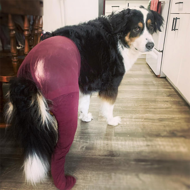Fur-real Fun: Dogs in Tights That Will Make Your Day