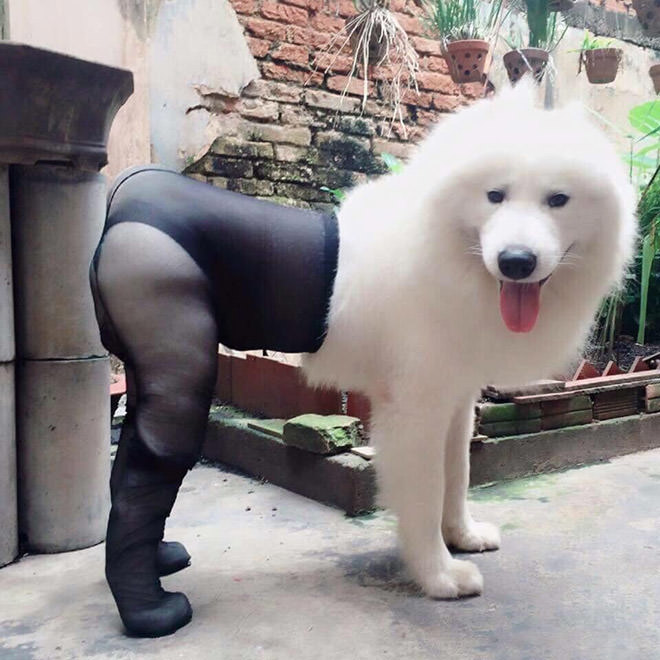 Fur-real Fun: Dogs in Tights That Will Make Your Day
