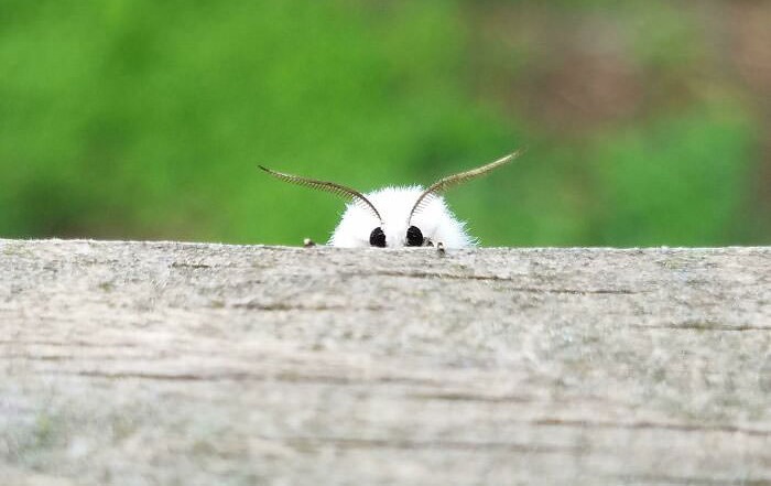 Adorable Bugs