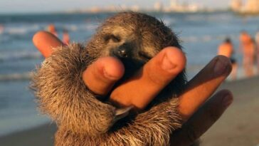 Adorable Sloth Pictures