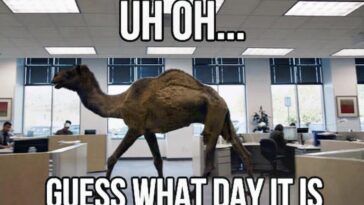 Camel memes