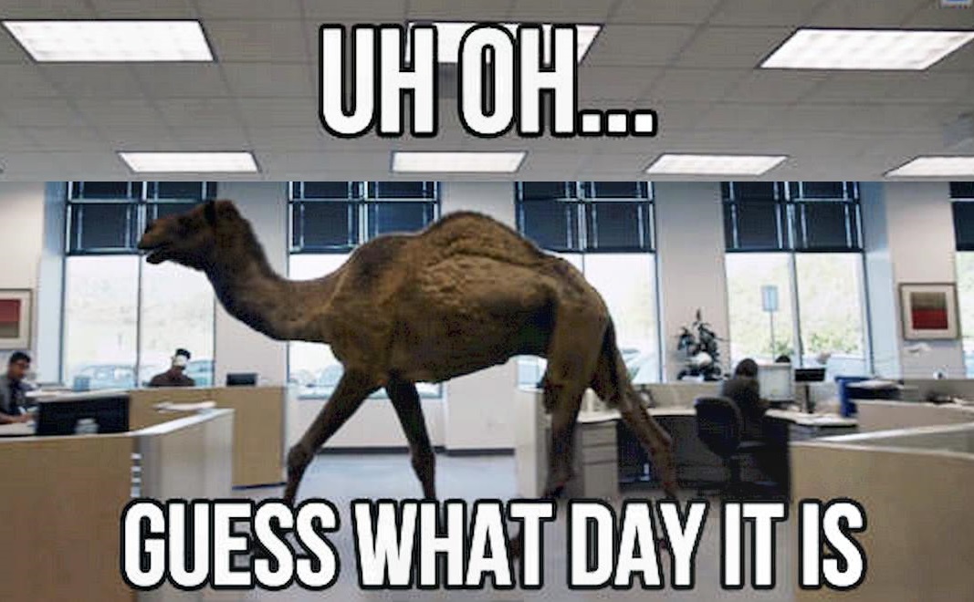 Camel memes