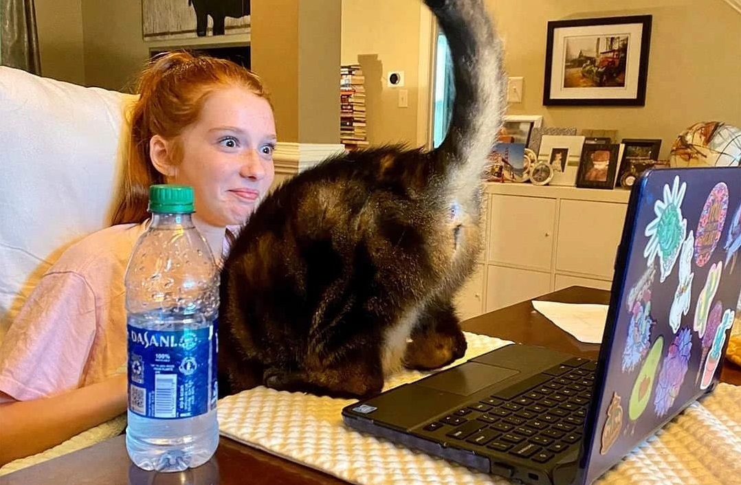Cat Butt Memes