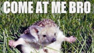 Funniest Hedgehog memes