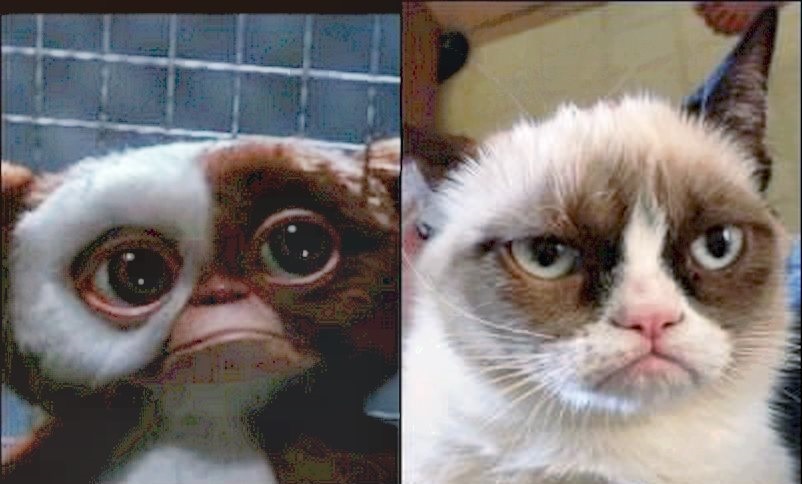 The Best Gremlin Memes to Brighten Your Day and Make You Smile