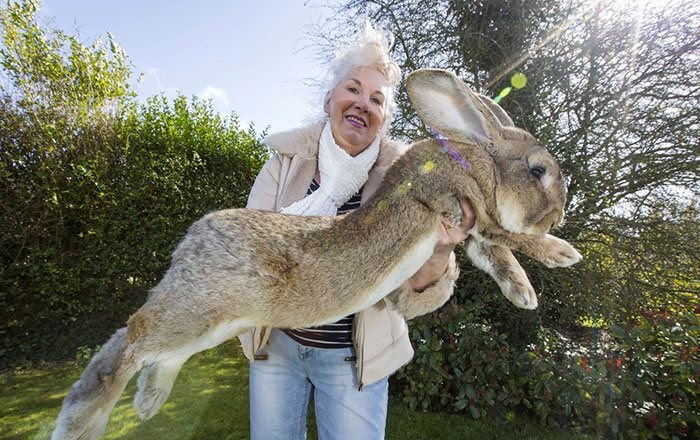 World's Biggest Rabbit