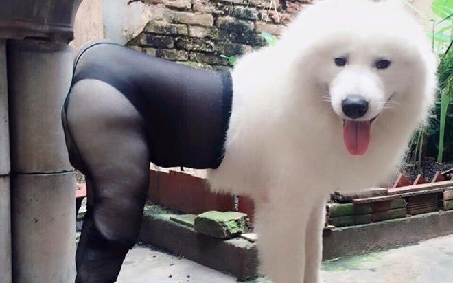 dogs in tights