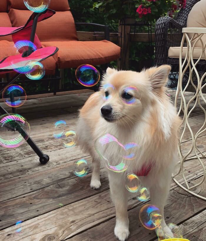 A perfectly timed photo of a pom today.