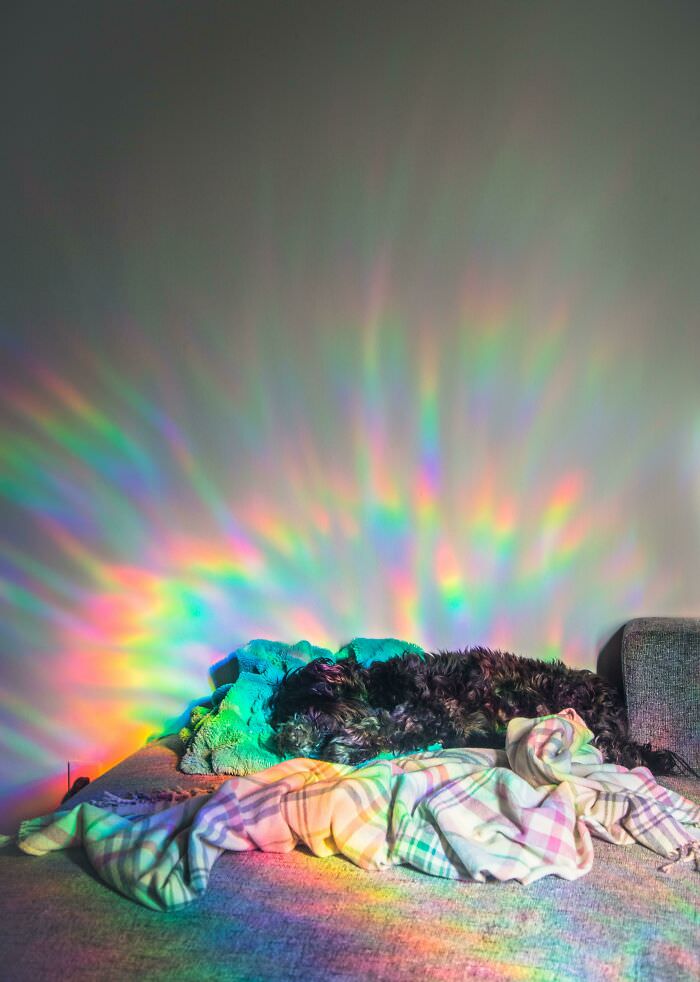 A dog's favorite napping spot that makes him look really magical at the right time of day.