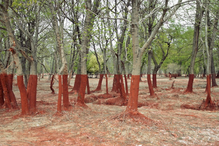 A perfect red line in a Hungarian forest marking the high point of a toxic aluminum sludge spill.