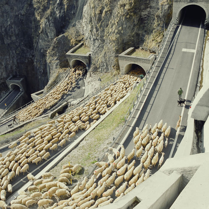 Sheep going through San Boldo Pass in Italy.