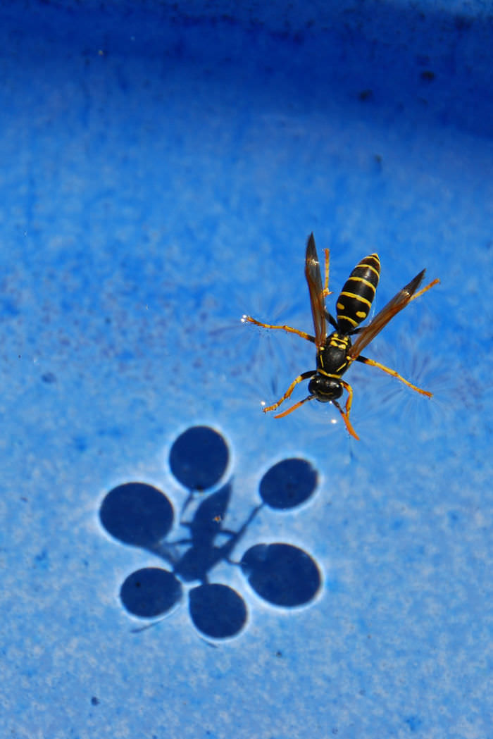 A wasp on the water surface.