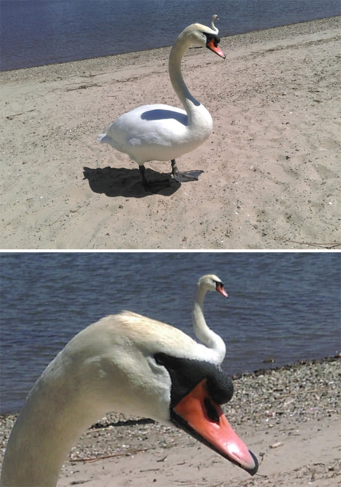 A picture of two swans that look like one swan with a smaller second head.