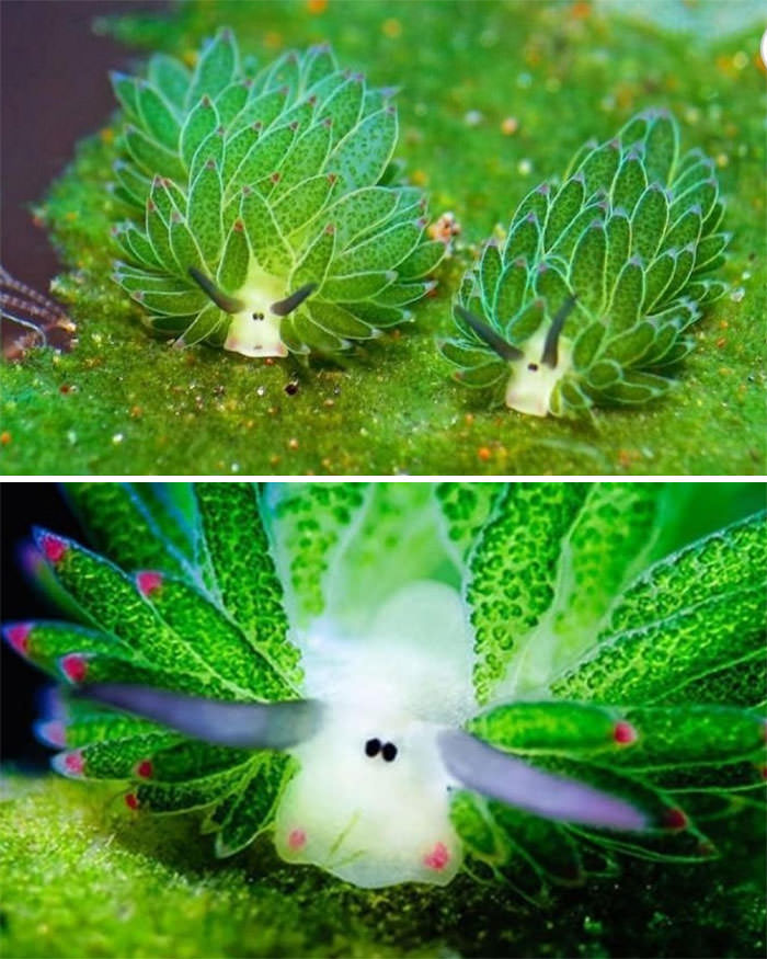 Leaf sheep, the adorable, photosynthesizing sea slugs.
