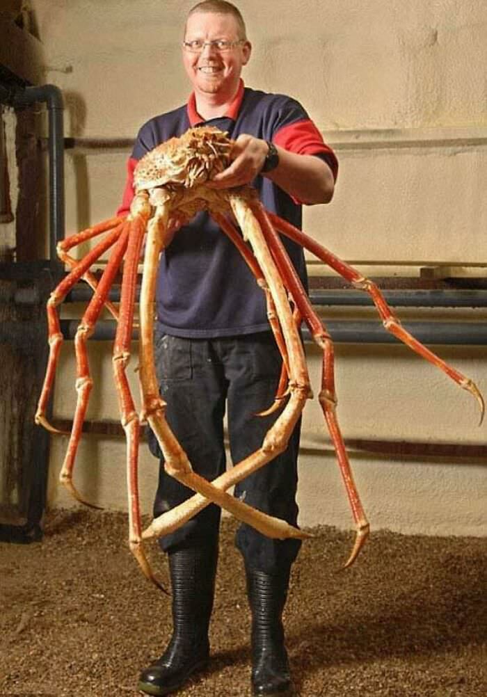 Japanese spider crab, human for scale.