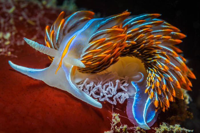Sea slugs be lookin' like they're straight out of Ark or Subnautica.