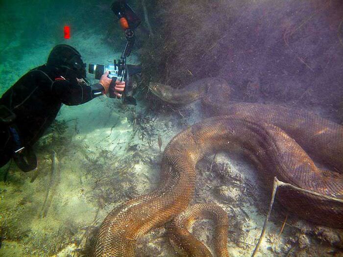 A diver taking a photo of an anaconda underwater.