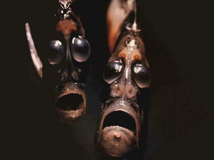 Hatchet fish faces looking like the souls of the damned.
