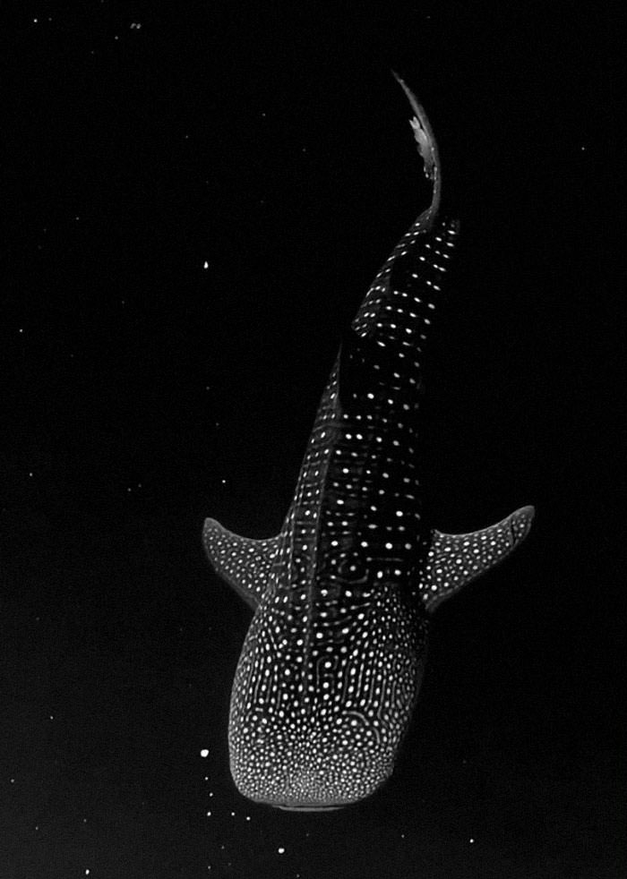 A whale shark swimming in bioluminescent algae makes it look like it is drifting through space. (Video by Mike Nulty)