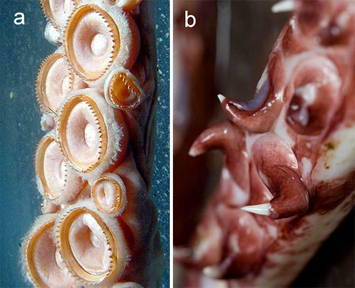 A terrifying comparison of the tentacles of the giant squid (left) and colossal squid (right). The giant squid is meant for painful latching while the colossal squid is meant for ripping apart.