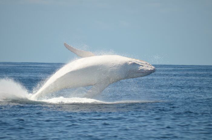 One of the few albino whales left on earth.