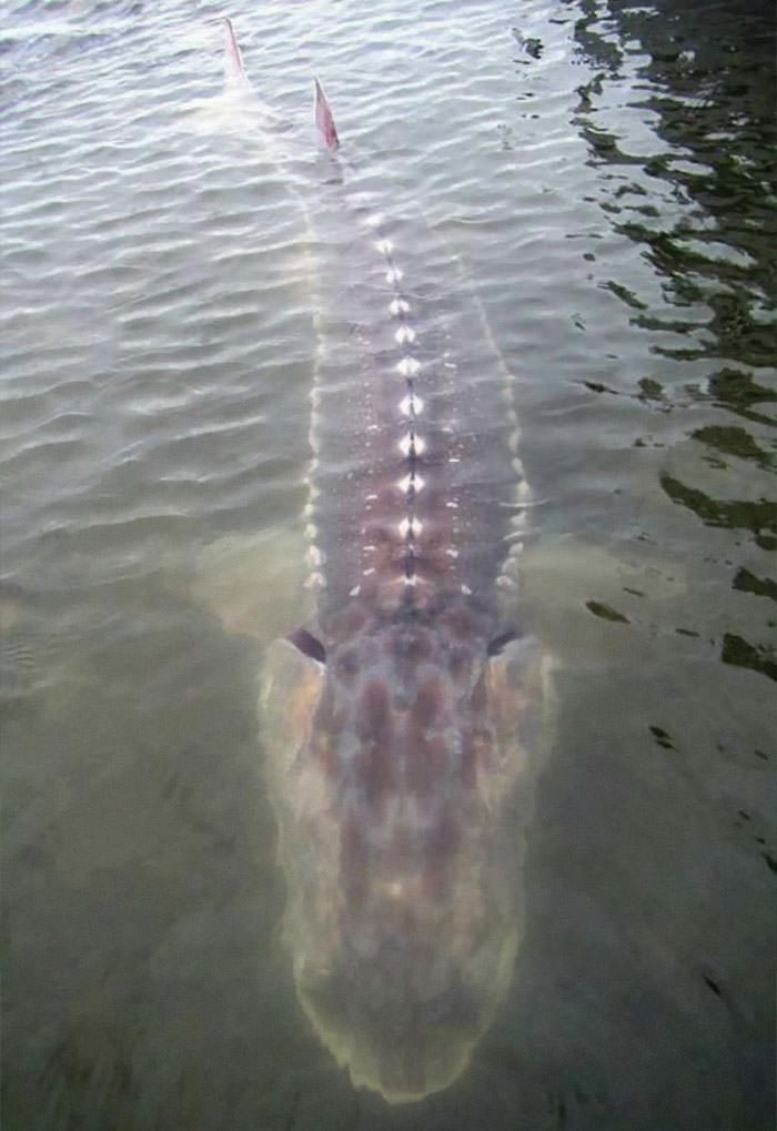 Giant sturgeon in the Fraser River, Canada.