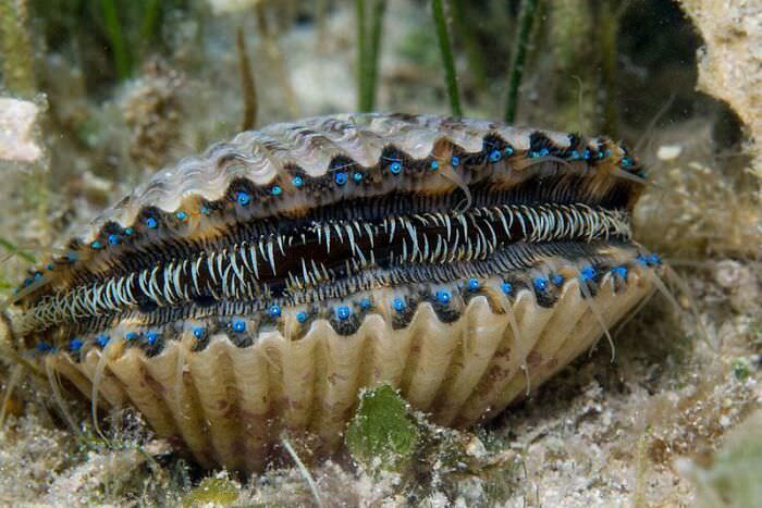 A scallop that looks absolutely monstrous. The blue parts are its eyes, and it can have over 200 of them.