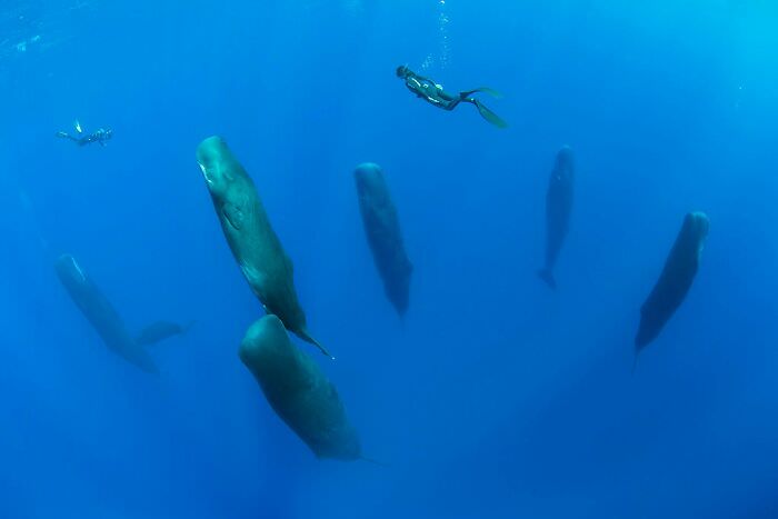 Sleeping sperm whales.