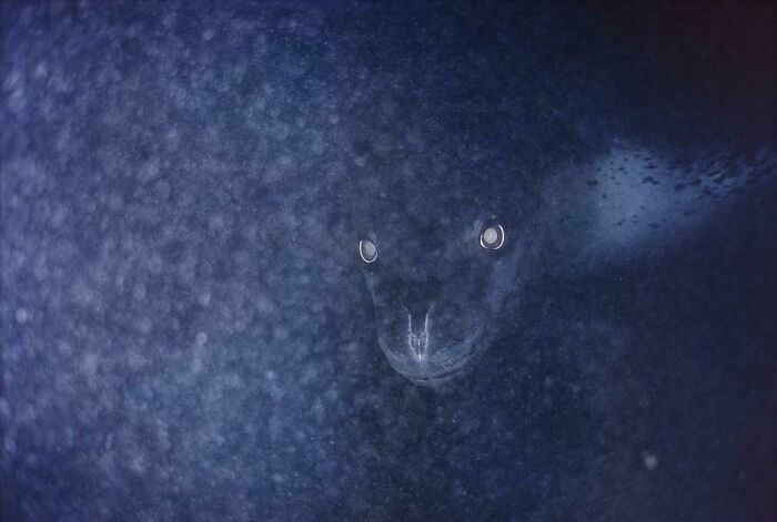 Picture of a leopard seal taken in the dark depths. Its only natural predator is the killer whale.