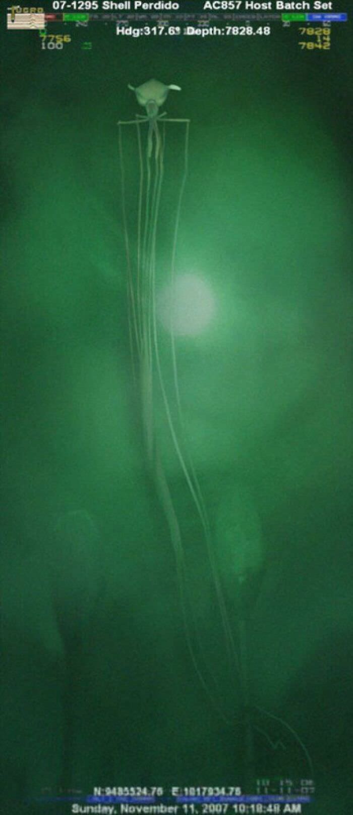 A photo of a magnapinna squid captured by a deep-sea drilling company. They live so deep in the ocean that very little is known about this creature.