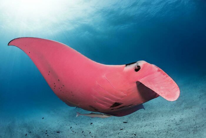 Meet "Inspector Clouseau," the world's only pink manta ray.