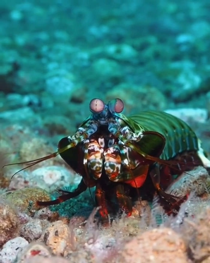 The mantis shrimp, thought to have the most complex visual system ever discovered in the animal kingdom.