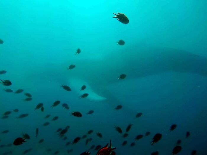 This whale my wife saw while supervising a trydiver. First dive and you see a whale. WTF.
