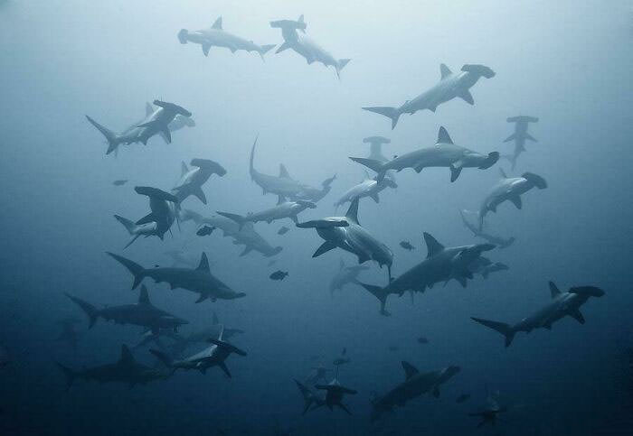 Hammerhead sharks nailing this group photo.