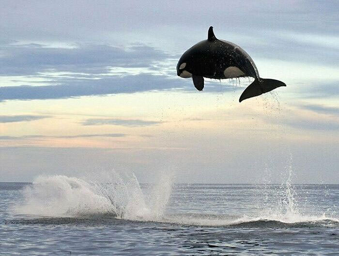 A killer whale jumps 15ft high to catch its prey which is a dolphin.