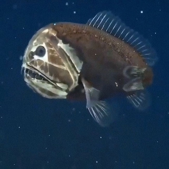 The ogre fish has only been spotted a few times in decades of ocean research.