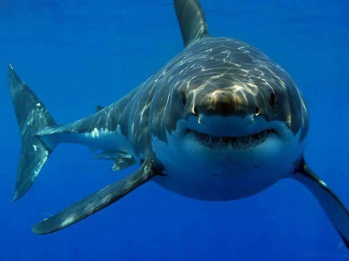 Sharks kill less than 6 to 8 people, while humans kill about 100 million sharks every year.