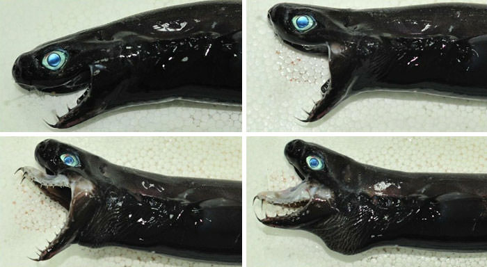 For your viewing pleasure: the viper dogfish.