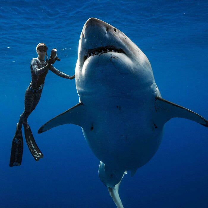 Deep Blue, one of the largest great white sharks, roams the open ocean.