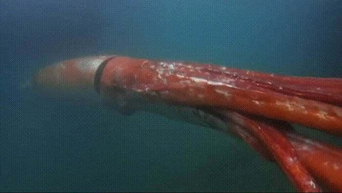 Giant squid makes an appearance in Tokyo Bay.