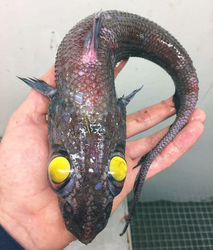 A Russian fisherman caught a deep-sea fish which straight up resembles a nightmare.