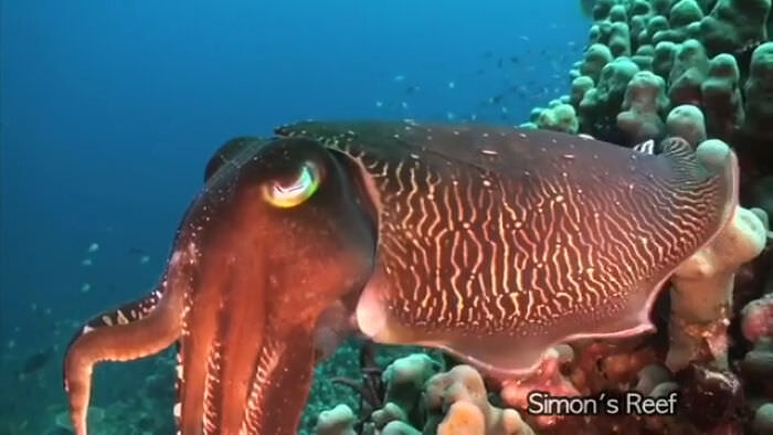 A cuttlefish has three hearts, blue-green blood, and horizontal vision which allows them to see behind themselves.