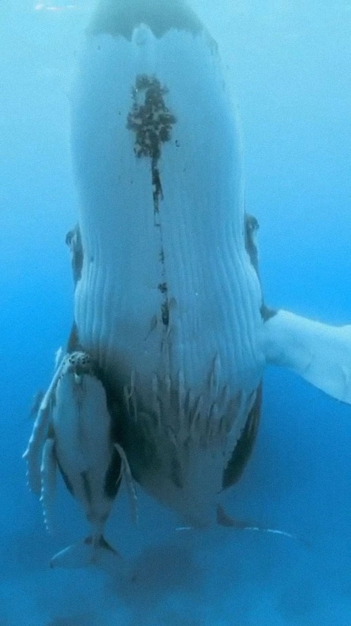 A mother humpback whale and her calf, in a position known as "echelon."