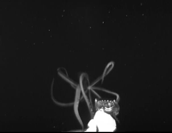 Rare footage of the giant squid, filmed a few miles from the Appomattox deepwater oil rig.