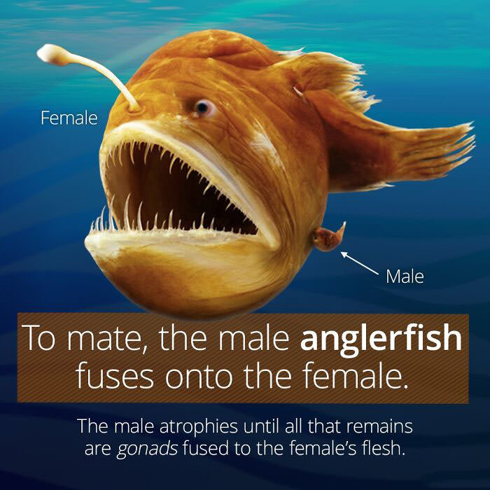 Anglerfish.