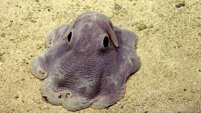 The adorable dumbo octopus.