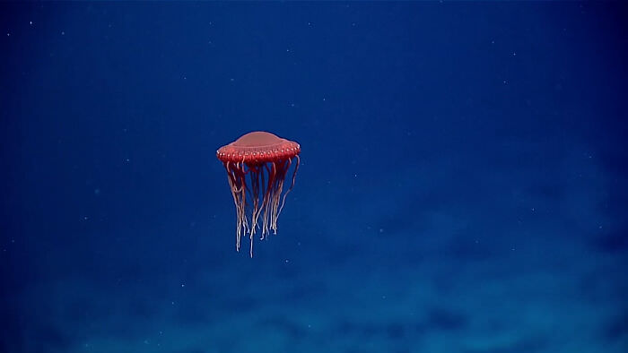 This red jellyfish looks like a spaceship.