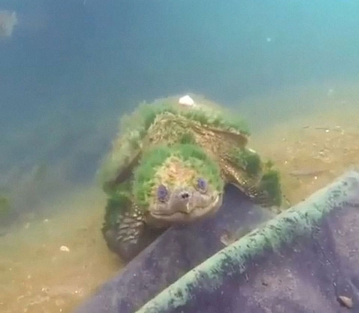 Meet this 90-year-old turtle!⁠
