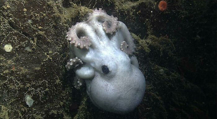 Deep-sea octopus broods her eggs for over 4 years - longer than any animal. Happy Mother's Day, everyone!
