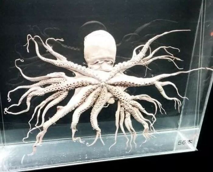 Octopus with a disorder that gave it 96 arms.